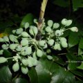 Gewöhnlichen Mahonie (Mahonia aquifolium), unreife Früchte

Die Pflanze ist nicht ohne Weiteres zu verwerten, da die meisten Pflanzenteile giftig sind. Die Wurzeln enthalten bis zu 1,5 % Berberin sowie diverse weitere Alkaloide. Der Alkaloid-Gehalt der Beeren liegt bei etwa 0,05 %; sie sind essbar und werden z. B. für die Herstellung von Marmeladen und Fruchtweinen verwendet.