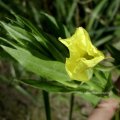 Gemeine Nachtkerze (Oenothera biennis). im Volksmund auch „Schinkenwurz“ genannt, denn ihre Wurzel verfärbt sich beim Garen rötlich.

Alte Gemüsepflanze und Heilpflanze, kam als  Neophyt um 1620 aus Nordamerika.