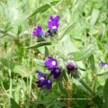 Gemeine Ochsenzunge (Anchusa officinalis), auch Gewöhnliche Ochsenzunge, Liebäugel oder Blutwurz