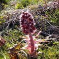 Gewöhnliche Pestwurz (Petasites hybridus, Syn. Petasites officinalis), auch Bach-Pestwurz oder Rote Pestwurz

Die Pflanze enthält Substanzen (Pyrrolizidinalkaloide) mit mutagener, krebserregender und möglicherweise toxischer Wirkung auf die Leber. In Deutschland ist seit 2009 kein Pestwurz-Präparat mehr auf dem Markt, nachdem die Zulassung für das Präparat Petadolex erloschen ist.

Im Mittelalter als Heilmittel gegen die Pest verwendet.