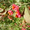 Gewöhnlicher Spindelstrauch (Euonymus europaeus), auch Europäisches oder Gewöhnliches Pfaffenhütchen, Pfaffenkäppchen, Pfaffenkapperl, Spillbaum oder Spindelbaum. Alle Pflanzenteile des gewöhnlichen Spindelstrauches sind giftig. :ups:

Giftpflanze des Jahres 2006