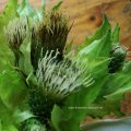 Kohl-Kratzdistel (Cirsium oleraceum), auch einfach Kohldistel