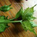 Kohl-Kratzdistel (Cirsium oleraceum), auch einfach Kohldistel