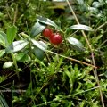 Preiselbeere oder Preißelbeere (Vaccinium vitis-idaea),auch  Kronsbeere, Grante, Moosbeere, Riffelbeere oder Grestling

Die getrockneten Blätter (= Blattdroge) sind im Arzneibuch gelistet und werden als Vitis-Ideae Folium (lat. „folium“ = Blatt) bezeichnet.