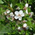 Prunus, Wildobst am Feldrain