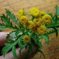 Rainfarn (Tanacetum vulgare, Syn.: Chrysanthemum vulgare (L.) Bernh.), auch Wurmkraut

Giftpfanze :ups: kann auf der Haut Kontaktallergien auslösen.  Rainfarn wird auch als Färbepflanze zusammen mit Alaun verwendet. Die stark duftenden Blätter und Blüten enthalten insektenabweisende Wirkstoffe.