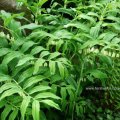 Vielblütiger Weißwurz (Polygonatum multiflorum), auch Vielblütiges Salomonssiegel, Wald-Weißwurz oder Wald-Salomonssiegel

:ups:Alle Pflanzenteile sind giftig, vor allem die süßlich schmeckenden Beeren, die häufig mit Blaubeeren verwechselt werden; sie enthalten Saponine und andere Giftstoffe.:ups: