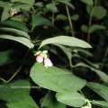 Gewöhnliche Schneebeere (Symphoricarpos albus), auch Knallerbsenstrauch, Blüte, giftig.