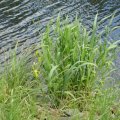 Sumpf-Schwertlilie (Iris pseudacorus), auch Gelbe Schwertlilie, alle Pflanzenteile sind giftig :ups: 

Die Sumpf-Schwertlilie wird häufig an neuen Standorten in der freien Natur angesiedelt. Diese Ausbringung ist jedoch als Florenverfälschung ohne Genehmigung nach § 41 des Bundesnaturschutzgesetzes verboten. Ihr Bestand gilt als nicht gefährdet, ist aber nach Bundesartenschutzverordnung als besonders geschützt eingestuft.