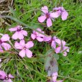 Gewöhnliches Stängelloses Leimkraut (Silene acaulis subsp. acaulis) am Naturstandort in den Alpen

Die Pflanze ist in den Alpen zwischen 1500–3600 m Seehöhe anzutreffen. Das Gewöhnliche Stängellose Leimkraut (S. acaulis subsp. acaulis) bevorzugt steinige Weiden, Felsen und Grate auf Kalk und Dolomit, das Kieselliebende Stängellose Leimkraut (S. acaulis subsp. exscapa) ganz ähnliche Standort auf Silikatgestein.

Die Pflanze ist gesetzlich geschützt.