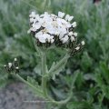 Bittere Schafgarbe (Achillea clavennae), auch Steinraute, Weißer Speik oder Weiße Schafgarbe genannt. Wegen ihres bitteren würzigen Geschmacks wird sie auch als Almwermut bezeichnet, regional gebräuchlichen sind auch: Abrauten, Bergwermut, Kronenwermut, Kührauten, Rossrauten, Unser Frauen Rauch, Weißrauch, Weißer Wermut und Zandelkraut.

Die Steinraute wird als Heilkraut bei Magen-, Darm- und Leberleiden sowie als Wundkraut verwendet, sie enthält ätherische Öle und die Bitterstoffe Achillein und Moschatin. 

Die bittere Schafgarbe stand auch als Zauberpflanze in hohem Ansehen. So wurden Almhütten und Ställe zum Schutz vor Hexen mit dem Kraut ausgeräuchert. In manchen Gegenden ist der Weiße Speik auch Bestandteil des Viehschmucks zum Almabtrieb. In den französischen Alpen legte man Kindern die Blätter auf die Augen, um ihnen einen friedlichen Schlaf und schöne Träume zu sichern.