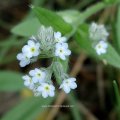 Wald-Vergissmeinnicht (Myosotis sylvatica)