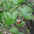 Wald-Erdbeere (Fragaria vesca), auch Monatserdbeere

Die Wald-Erdbeere ist nicht die Wildform der Gartenerdbeere.