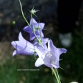 Pfirsichblättrige Glockenblume (Campanula persicifolia), auch Waldglockenblume