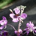 Schmalblättriges Weidenröschen (Chamerion angustifolium), auch Stauden-Feuerkraut, Waldweidenröschen oder Waldschlagweidenröschen und Gemeiner Scheinbockkäfer oder Gemeiner Schenkelkäfer (Oedemera femorata)