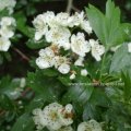 Eingriffeliger Weißdorn (Crataegus monogyna), auch Hagedorn am Feldrain

Blüten (Crataegi flos), Früchte (Crataegi fructus), sowie Früchte und Blätter zusammen (Crataegi folium cum flore) werden als Heildroge eingesetzt.