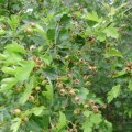 Eingriffeliger Weißdorn (Crataegus monogyna), auch Hagedorn, Früchte