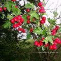 Eingriffeliger Weißdorn (Crataegus monogyna), auch Hagedorn, reife Früchte