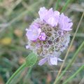 Acker-Witwenblume (Knautia arvensis), auch Wiesen-Witwenblume, Nähkisselchen oder Wiesenskabiose, unterhalb der Blüte eine grüne Stinkwanze