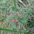 Zypressen-Wolfsmilch (Euphorbia cyparissias). Alle Pflanzenteile sind durch den Milchsaft stark giftig.:ups: