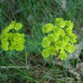 Zypressen-Wolfsmilch (Euphorbia cyparissias), giftig :ups: