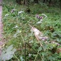 Filz-Klette oder Wollkopf-Klette (Arctium tomentosum), Heilpflanze