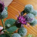 Filz-Klette oder Wollkopf-Klette (Arctium tomentosum), Blüten